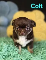 AKC Colt, a male Chihuahua for sale in Homerville, GA – Photo 4 of 10