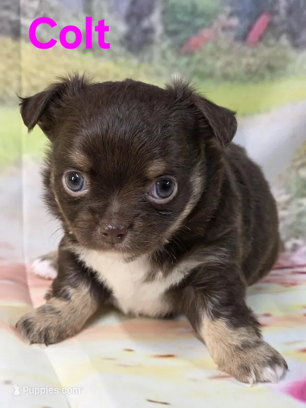 AKC Colt – Chihuahua puppy for sale in Homerville, GA