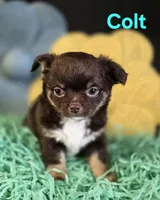 AKC Colt, a male Chihuahua for sale in Homerville, GA – Photo 3 of 10