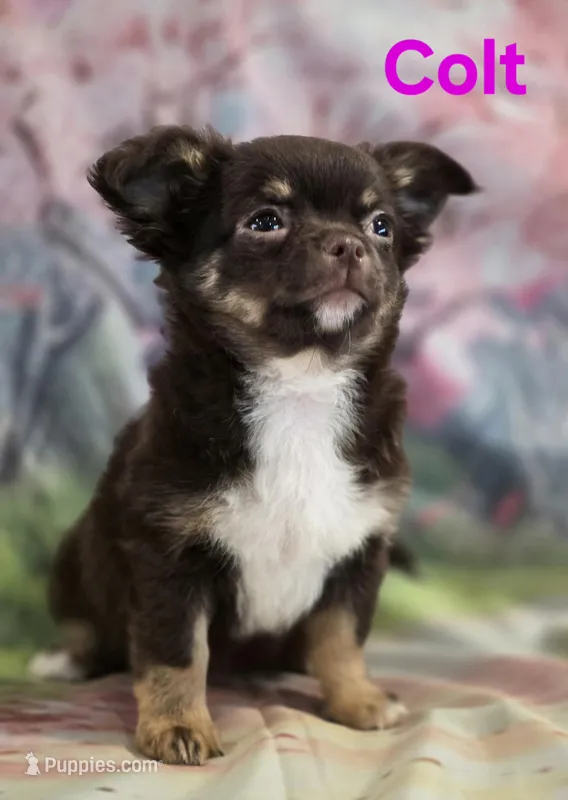 AKC Colt – Chihuahua puppy for sale in Homerville, GA