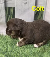 AKC Colt, a male Chihuahua for sale in Homerville, GA – Photo 5 of 10