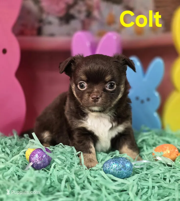 AKC Colt – Chihuahua puppy for sale in Homerville, GA