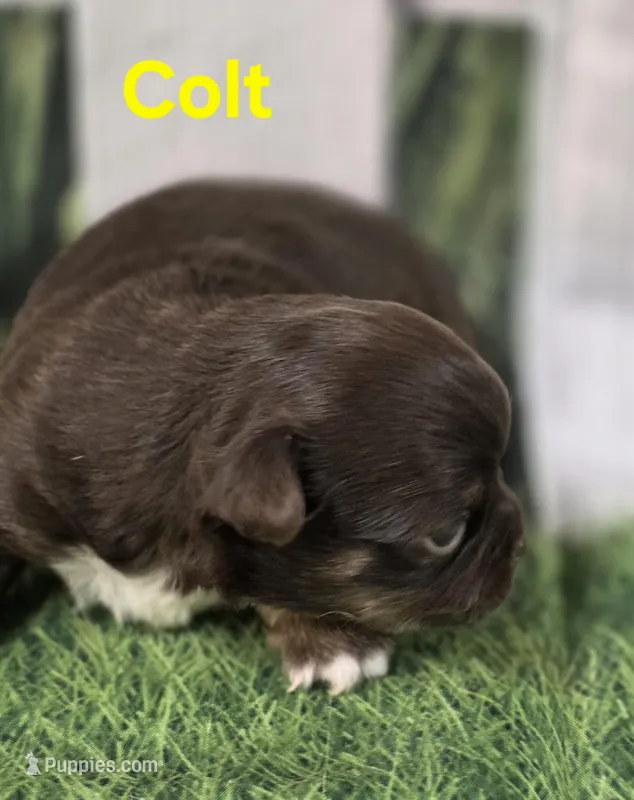AKC Colt – Chihuahua puppy for sale in Homerville, GA