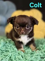 AKC Colt, a male Chihuahua for sale in Homerville, GA – Photo 2 of 10