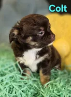 AKC Colt, a male Chihuahua for sale in Homerville, GA – Photo 8 of 10