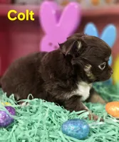 AKC Colt, a male Chihuahua for sale in Homerville, GA – Photo 7 of 10