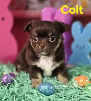 AKC Colt, a male Chihuahua for sale in Homerville, GA – Photo 6 of 10