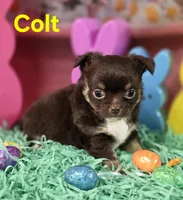 AKC Colt, a male Chihuahua for sale in Homerville, GA – Photo 5 of 10