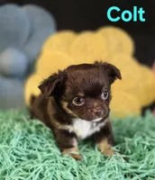 AKC Colt, a male Chihuahua for sale in Homerville, GA – Photo 5 of 10