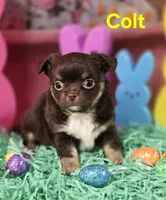 AKC Colt, a male Chihuahua for sale in Homerville, GA – Photo 4 of 10