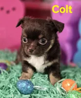 AKC Colt, a male Chihuahua for sale in Homerville, GA – Photo 8 of 10