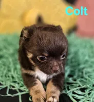AKC Colt, a male Chihuahua for sale in Homerville, GA – Photo 6 of 10