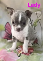 AKC Lady, a female Chihuahua for sale in Homerville, GA – 6 of 10