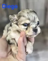 CKC Diego, a male Chihuahua for sale in Homerville, GA – 6 of 10