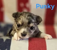 CKC Punky, a female Chihuahua for sale in Homerville, GA – 2 of 10