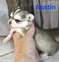 CKC Austin, a male Chihuahua for sale in Homerville, GA – 10 of 10