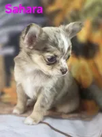 CKC Sahara , a female Chihuahua for sale in Homerville, GA – 8 of 10