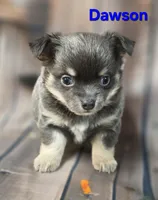 CKC Dawson, a male Chihuahua for sale in Homerville, GA – 8 of 9