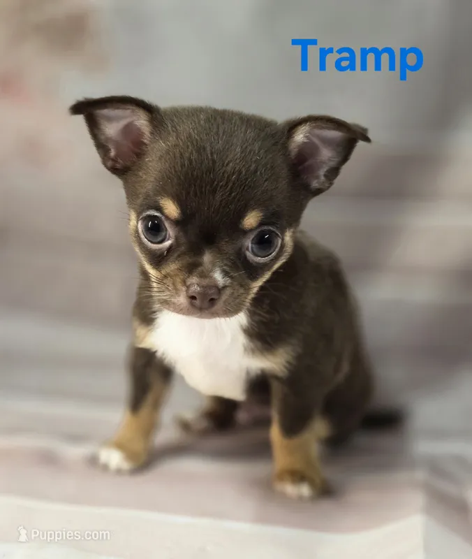 AKC Tramp  – Chihuahua puppy for sale in Homerville, GA