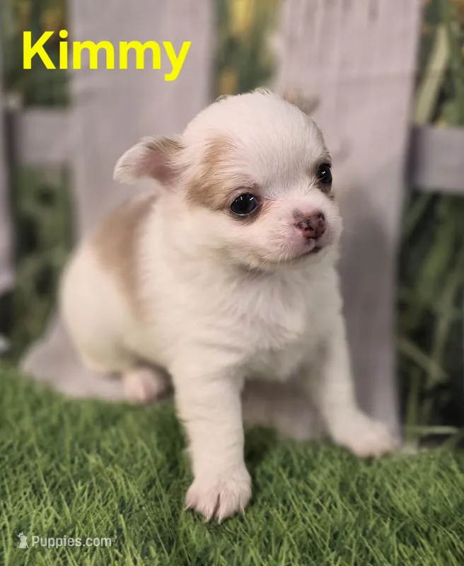 AKC Kimmy – Chihuahua puppy for sale in Homerville, GA