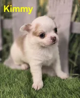 AKC Kimmy, a female Chihuahua for sale in Homerville, GA – Photo 1 of 10