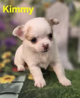 AKC Kimmy, a female Chihuahua for sale in Homerville, GA – Photo 4 of 10