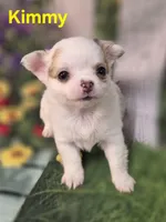 AKC Kimmy, a female Chihuahua for sale in Homerville, GA – Photo 6 of 10