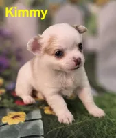 AKC Kimmy, a female Chihuahua for sale in Homerville, GA – Photo 2 of 10