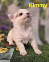 AKC Kimmy, a female Chihuahua for sale in Homerville, GA – Photo 8 of 10