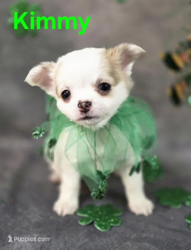 AKC Kimmy – Chihuahua puppy for sale in Homerville, GA