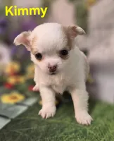 AKC Kimmy, a female Chihuahua for sale in Homerville, GA – Photo 3 of 10