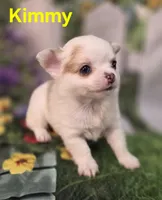 AKC Kimmy, a female Chihuahua for sale in Homerville, GA – Photo 10 of 10