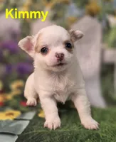 AKC Kimmy, a female Chihuahua for sale in Homerville, GA – Photo 9 of 10