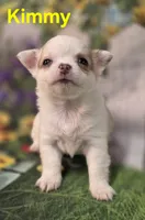 AKC Kimmy, a female Chihuahua for sale in Homerville, GA – Photo 7 of 10