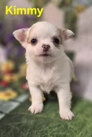 AKC Kimmy, a female Chihuahua for sale in Homerville, GA – Photo 5 of 10