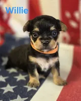Willie, a male Chorkie for sale in Homerville, GA – 8 of 10