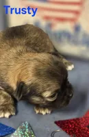 AKC Trusty, a male Chihuahua for sale in Homerville, GA – 9 of 10