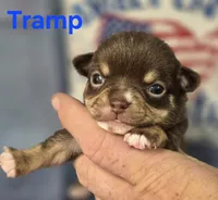 AKC Tramp, a male Chihuahua for sale in Homerville, GA – 3 of 10