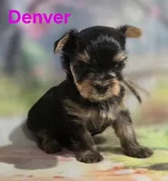 AKC Denver, a male Yorkshire Terrier for sale in Homerville, GA – 3 of 10
