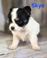 CKC Skye, a female Chihuahua for sale in Homerville, GA – 6 of 10