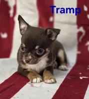 CKC Tramp , a male Chihuahua for sale in Homerville, GA – 7 of 10
