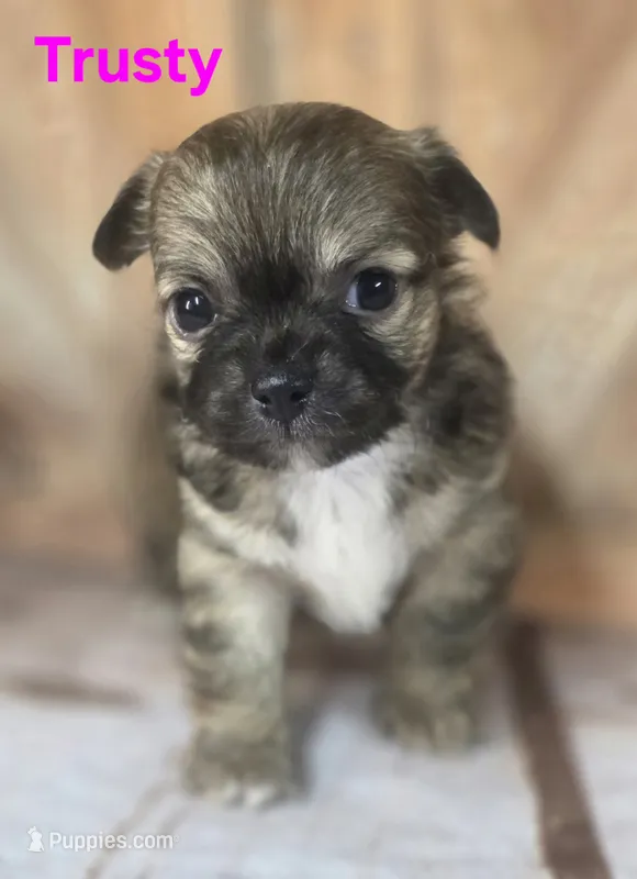 AKC Trusty – Chihuahua puppy for sale in Homerville, GA