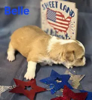 CKC Belle, a female Chihuahua for sale in Homerville, GA – 4 of 10