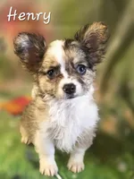 CKC Henry, a male Chihuahua for sale in Homerville, GA – 8 of 10