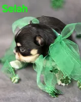 AKC Selah, a female Chihuahua for sale in Homerville, GA – Photo 5 of 10