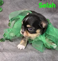 AKC Selah, a female Chihuahua for sale in Homerville, GA – Photo 10 of 10