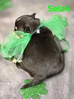 AKC Selah, a female Chihuahua for sale in Homerville, GA – Photo 7 of 10