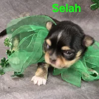 AKC Selah, a female Chihuahua for sale in Homerville, GA – Photo 9 of 10