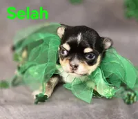 AKC Selah, a female Chihuahua for sale in Homerville, GA – Photo 4 of 10