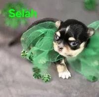 AKC Selah, a female Chihuahua for sale in Homerville, GA – Photo 3 of 10